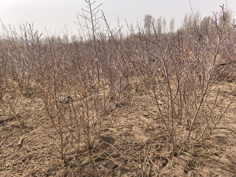 供应蒙古扁桃一年生扁桃蒙古扁桃树苗