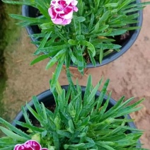 初吻石竹大量有货欢迎订购