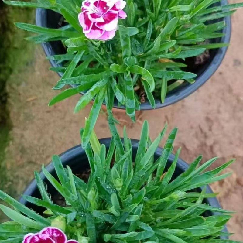 初吻石竹大量有货欢迎订购