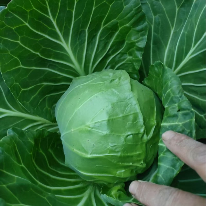 甘蓝