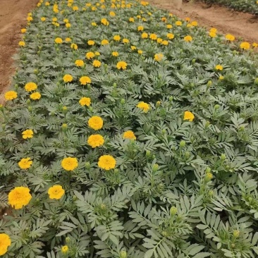 孔雀草
