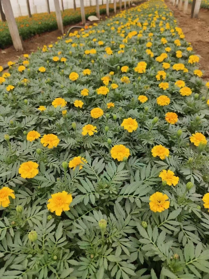 孔雀草