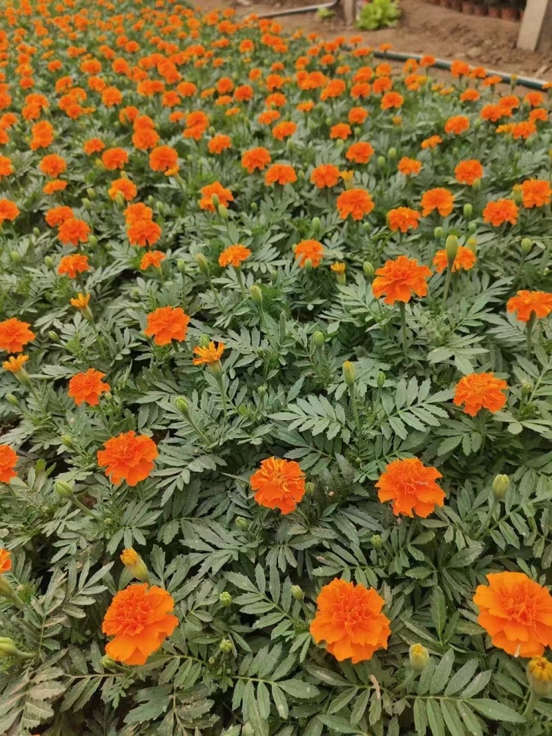 孔雀草