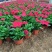 矮牵牛