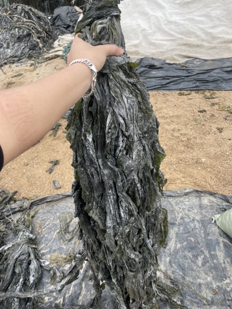 2025福建特级干海带天然日晒厚海带散装干货特产