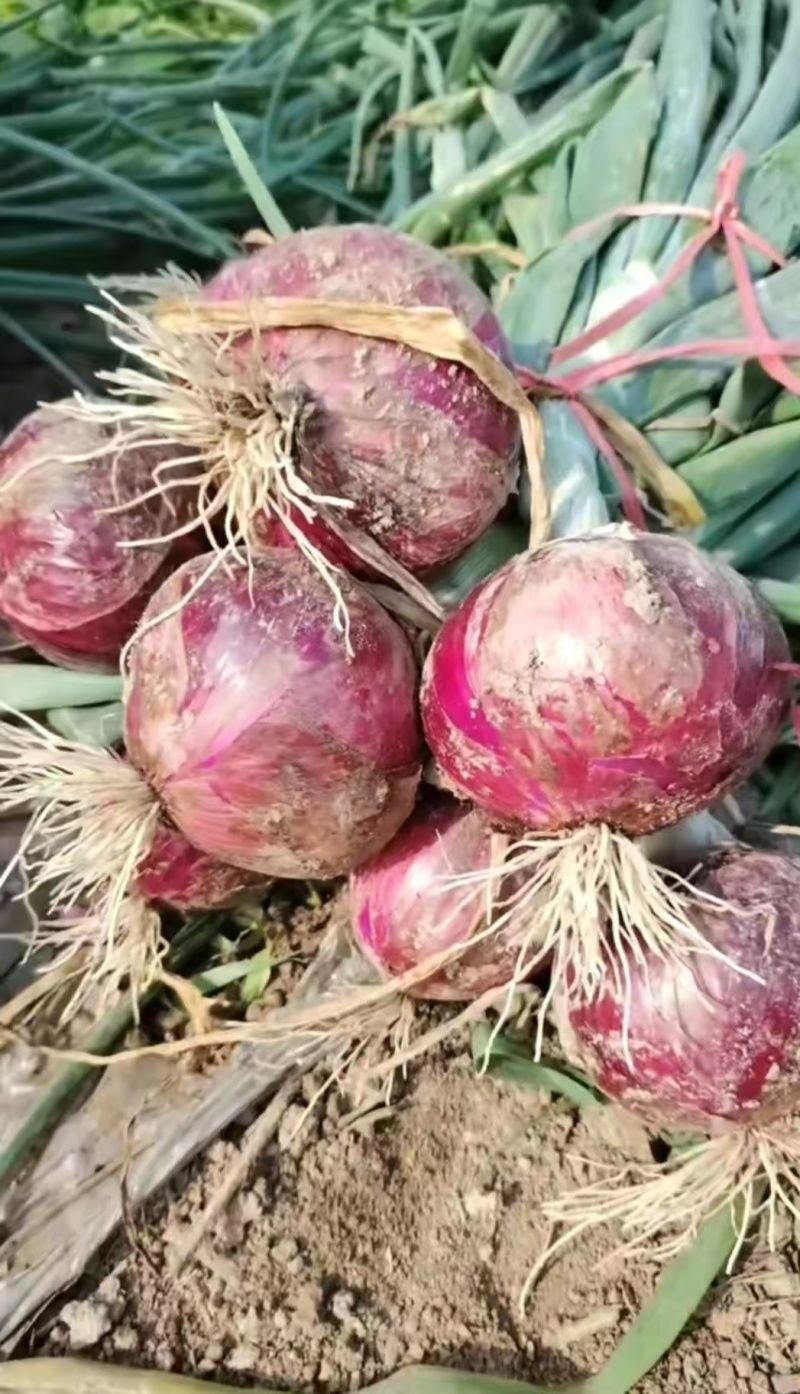 洋葱~二红扁葱/基地货源，颜色红润~大量上市中