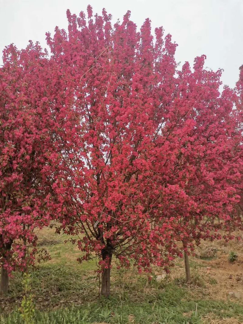 绚丽海棠基地，常年低价出售，欢迎大家前来采购！价格美丽，