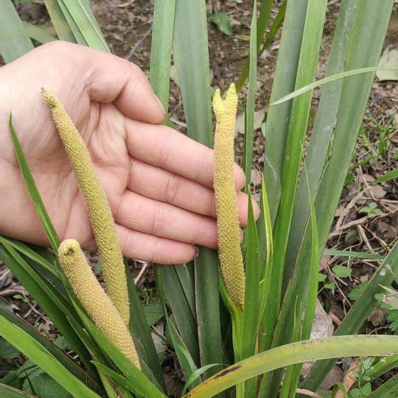宽叶红心石菖蒲种籽子石菖蒲育苗种籽大量供应