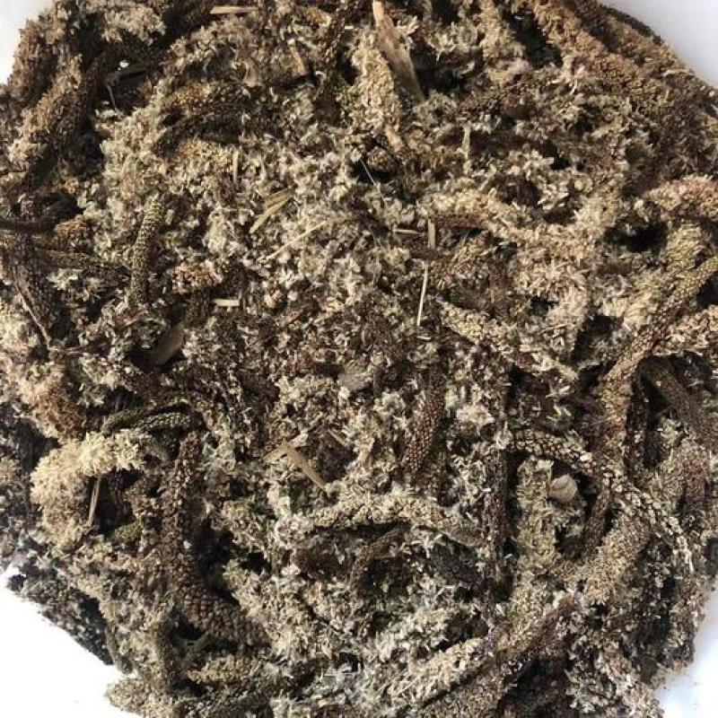 宽叶红心石菖蒲种籽子石菖蒲育苗种籽大量供应