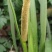 宽叶红心石菖蒲种籽子石菖蒲育苗种籽大量供应