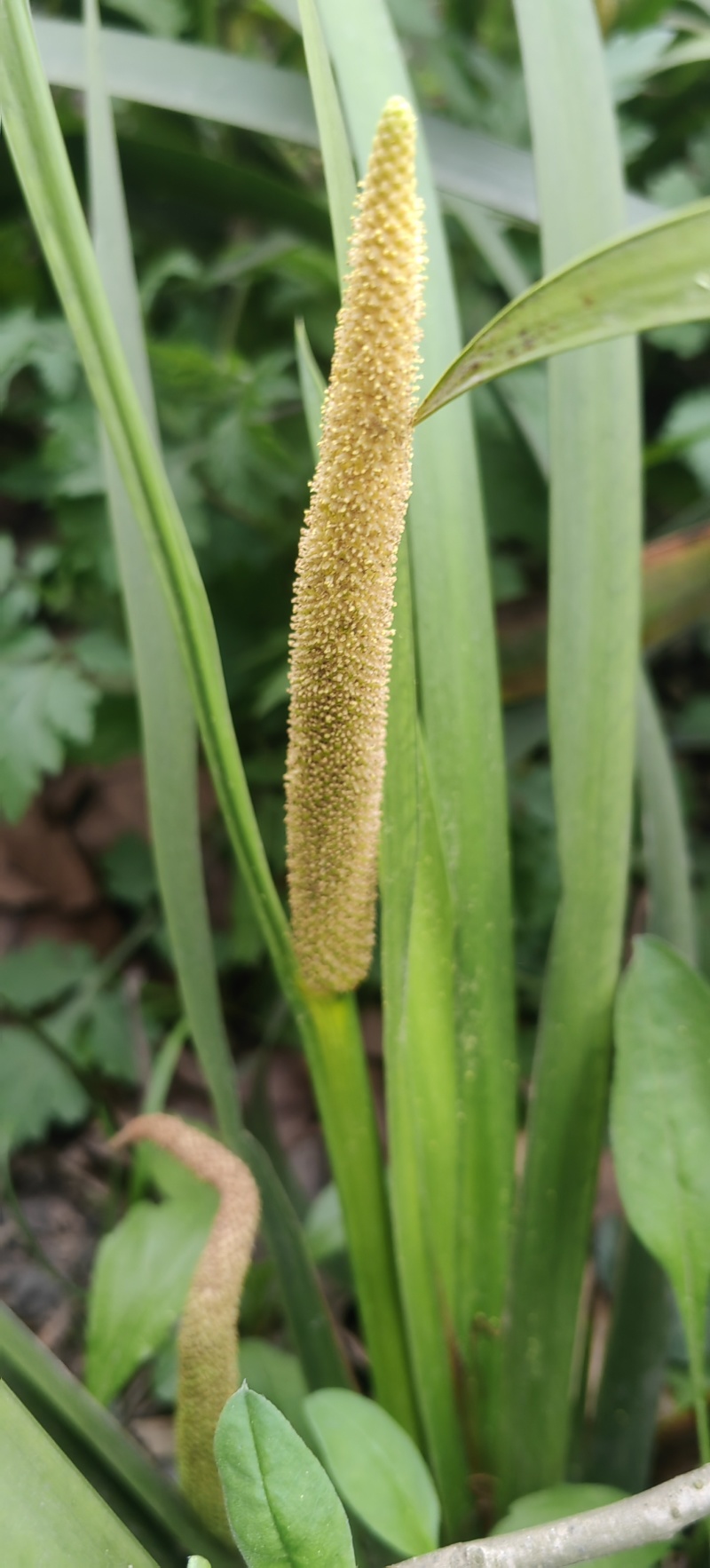 宽叶红心石菖蒲种籽子石菖蒲育苗种籽大量供应