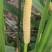 宽叶红心石菖蒲种籽子石菖蒲育苗种籽大量供应