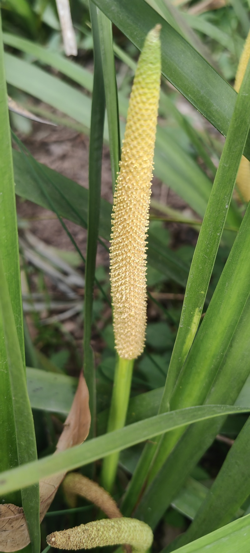 宽叶红心石菖蒲种籽子石菖蒲育苗种籽大量供应