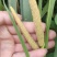 宽叶红心石菖蒲种籽子石菖蒲育苗种籽大量供应