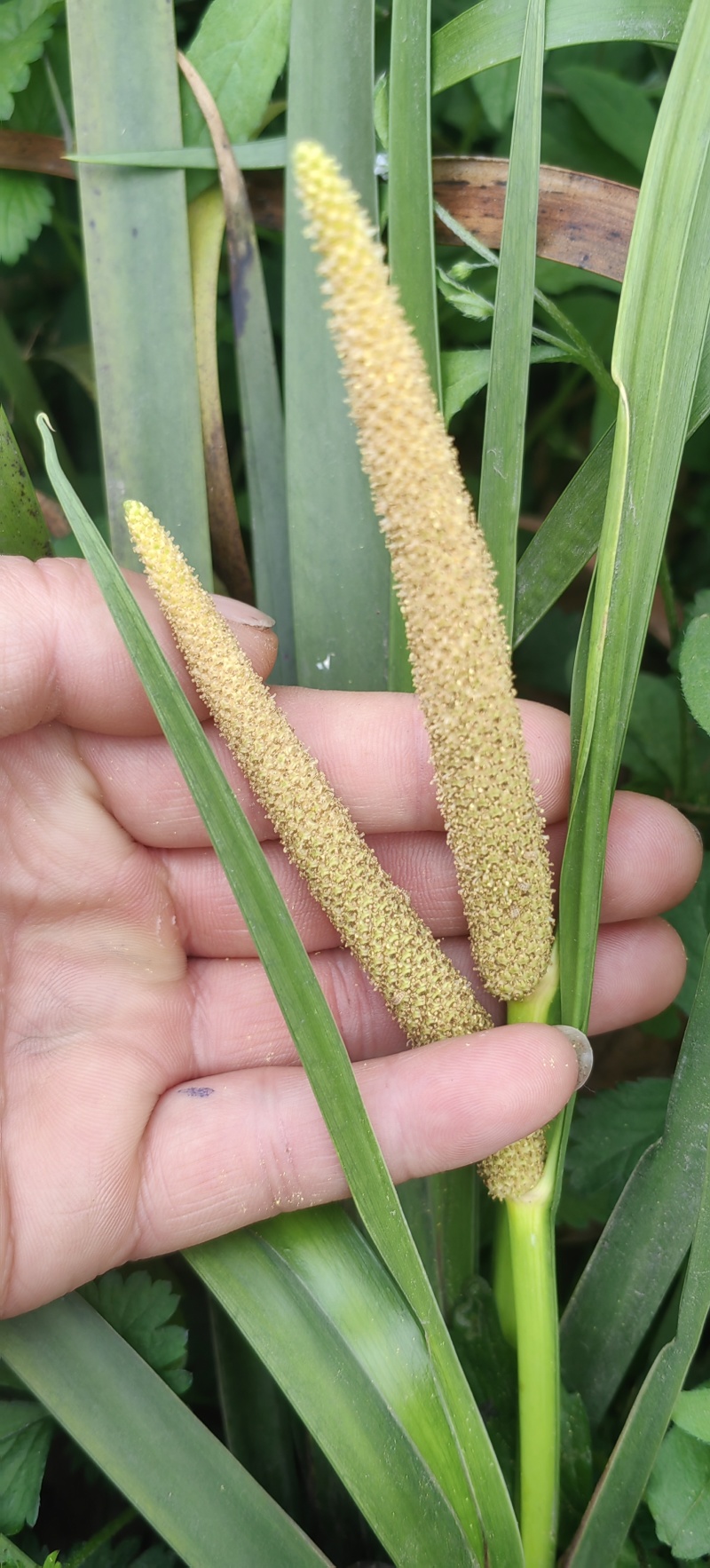 宽叶红心石菖蒲种籽子石菖蒲育苗种籽大量供应