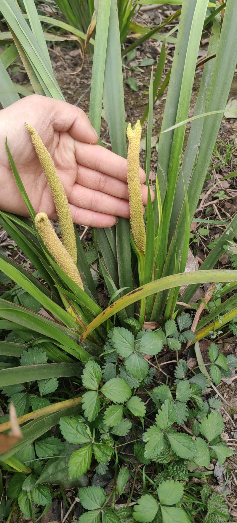 宽叶红心石菖蒲种籽子石菖蒲育苗种籽大量供应