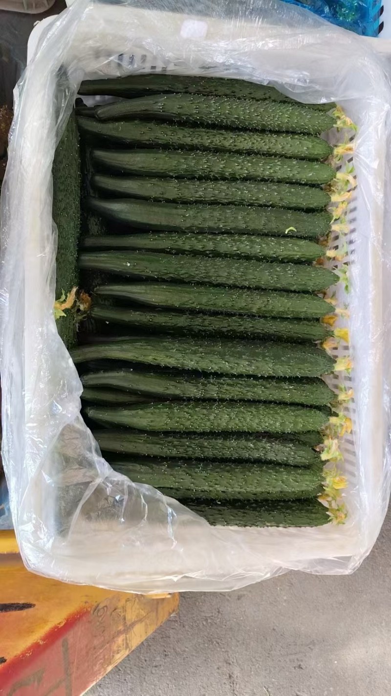 河南安阳密刺黄瓜大量供应中要了联系，代发全国。