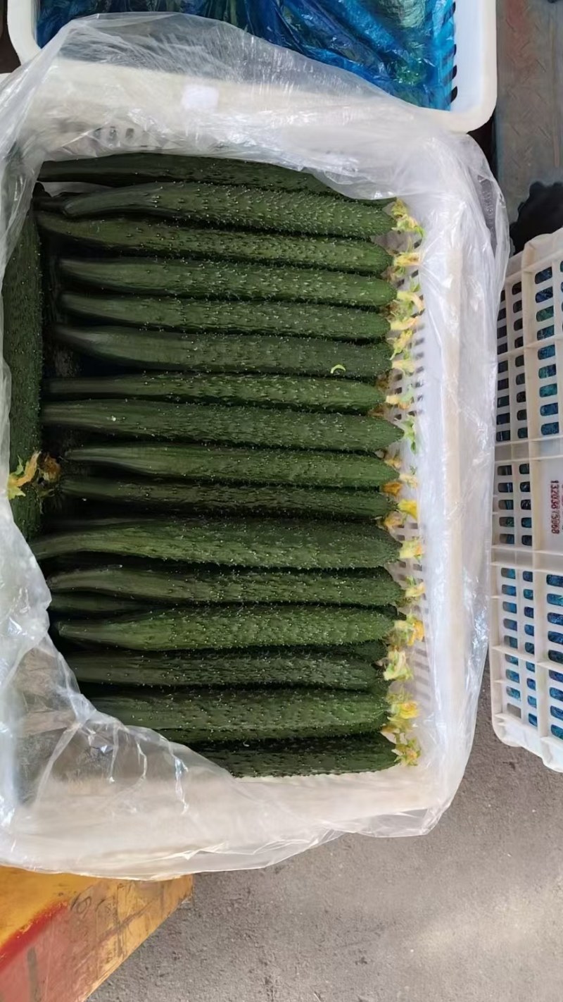 河南安阳密刺黄瓜大量供应中要了联系，代发全国。