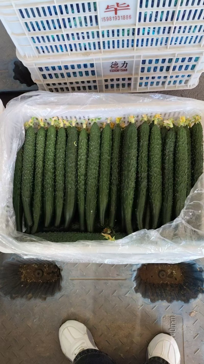 河南安阳密刺黄瓜大量供应中要了联系，代发全国。