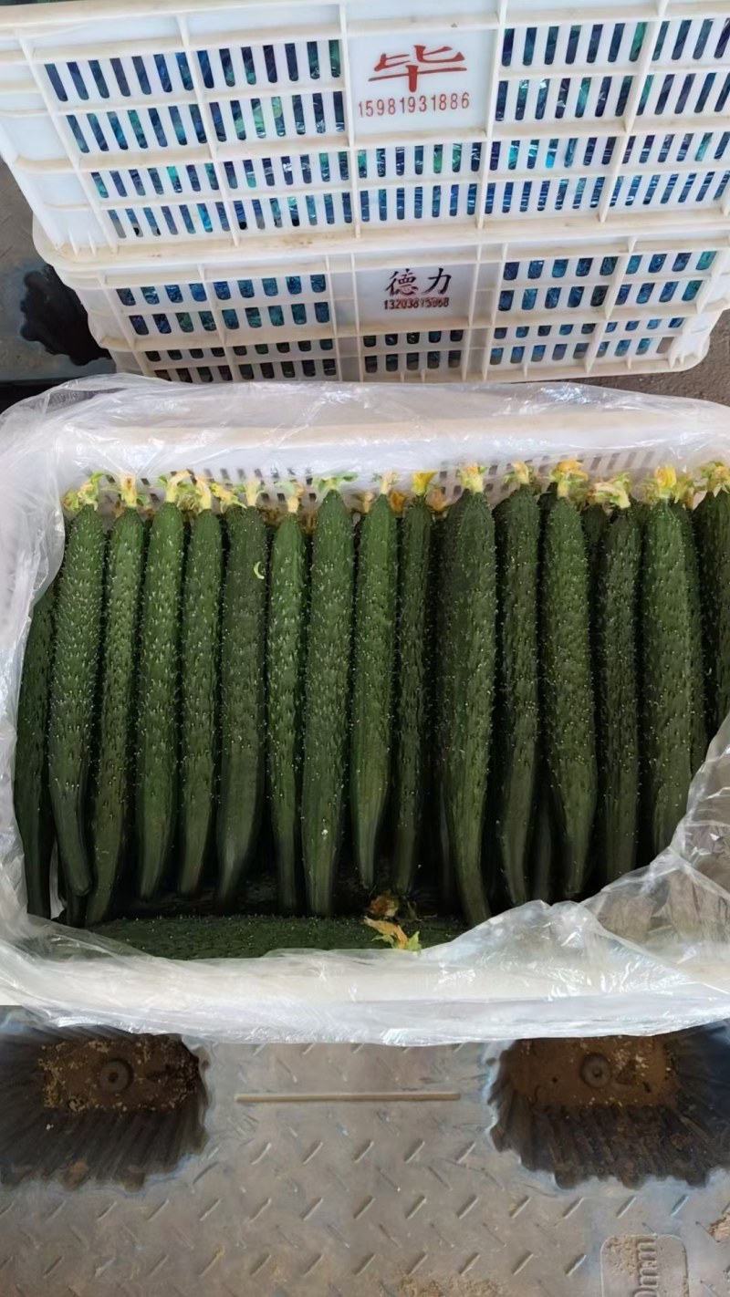 河南安阳密刺黄瓜大量供应中要了联系，代发全国。