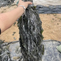 无沙挂菜，自家养殖白菜价