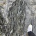 无沙挂菜，自家养殖白菜价