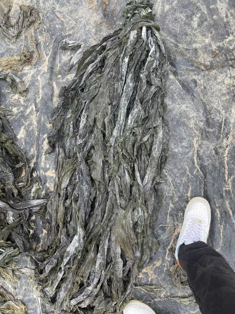 无沙挂菜，自家养殖白菜价