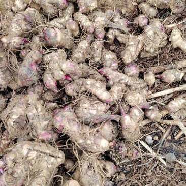 2026年1月开挖芭蕉芋，12吨起发货，种植基地直发