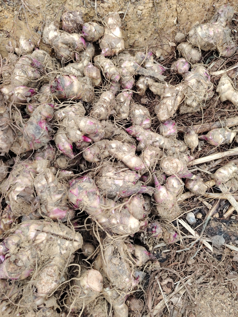2026年1月开挖芭蕉芋，12吨起发货，种植基地直发