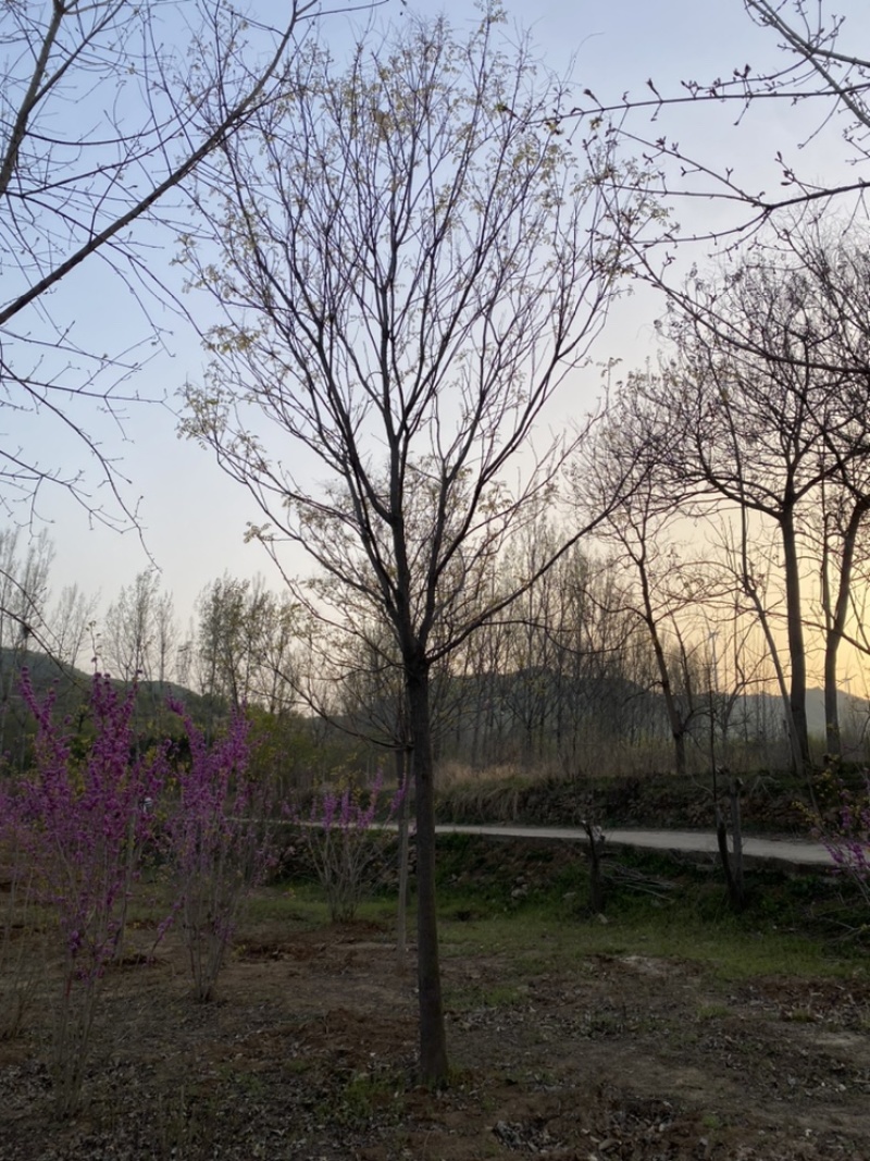 低价的北栾，免费提供种植技术，可开发票，一手货源
