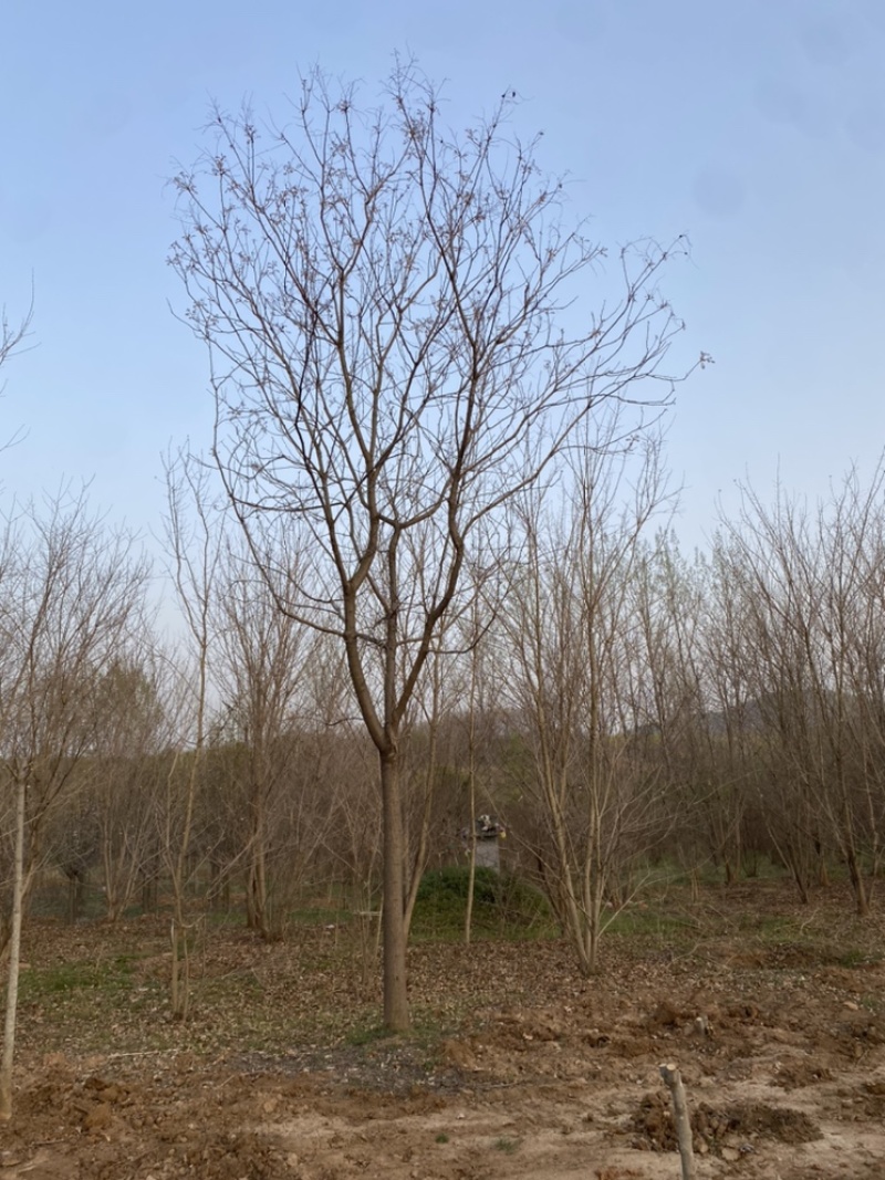 低价的北栾，免费提供种植技术，可开发票，一手货源