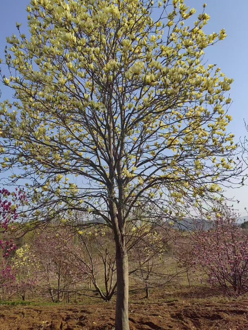 黄玉兰，基地直销，一手货源，免费提供种植技术，可开发票