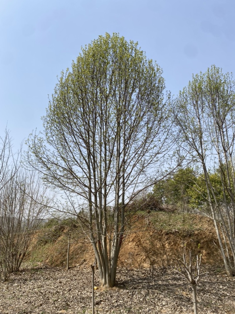 丛生二乔玉兰，基地直销，一手货源，免费提供种植技术