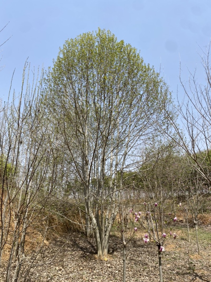 丛生二乔玉兰，基地直销，一手货源，免费提供种植技术