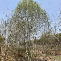 丛生二乔玉兰，基地直销，一手货源，免费提供种植技术
