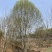 丛生二乔玉兰，基地直销，一手货源，免费提供种植技术