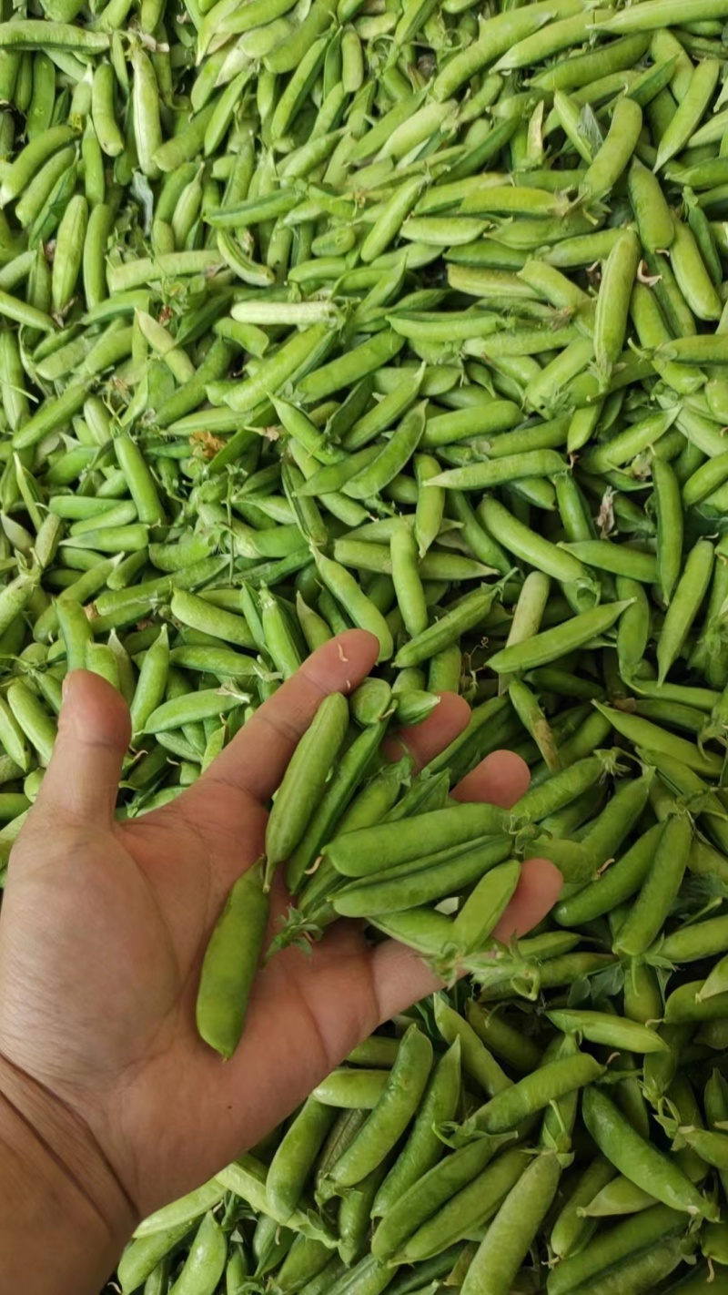 精品青碗豆，白碗豆，即将上市，需要的老板提前联系我