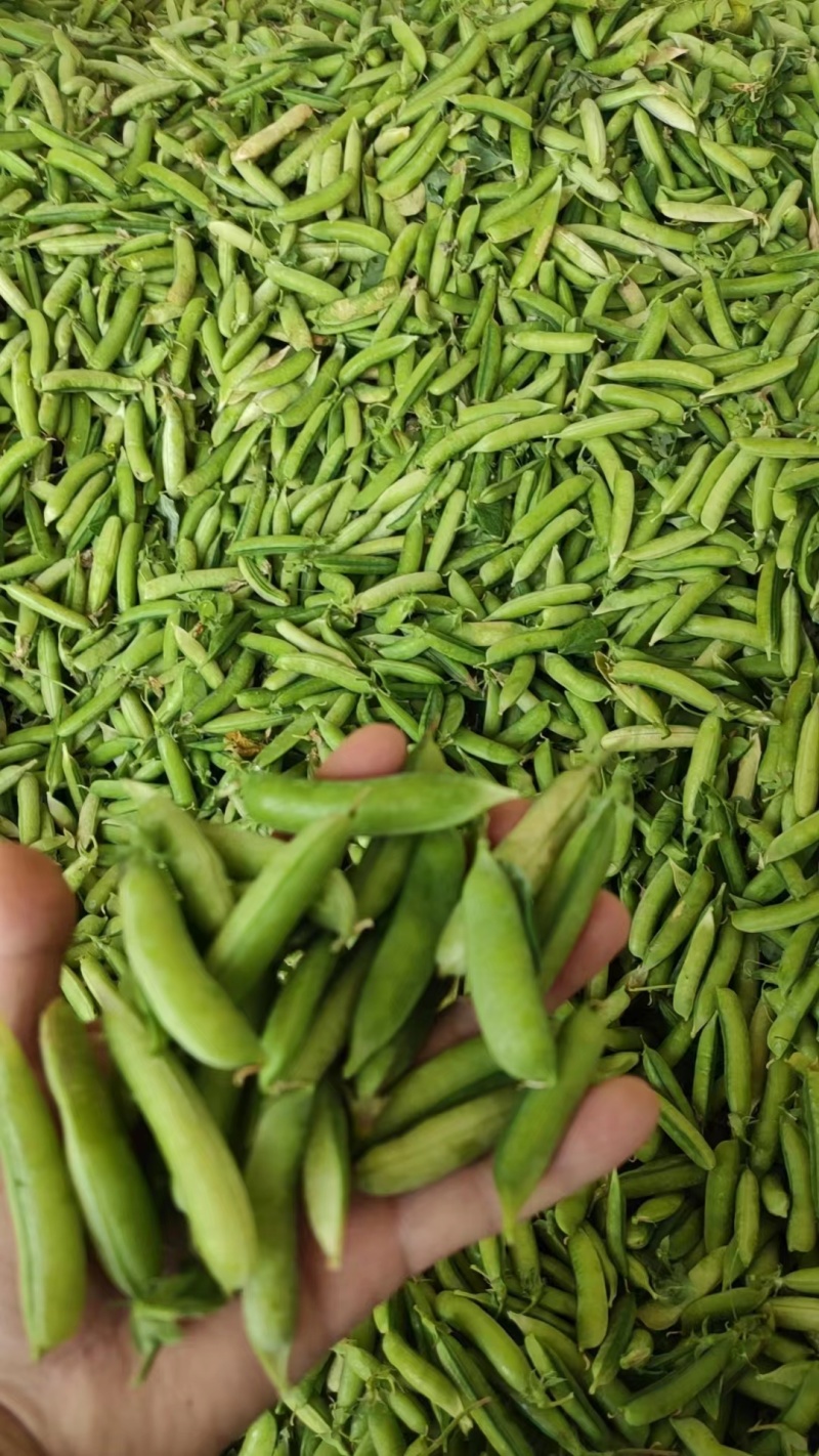 精品青碗豆，白碗豆，即将上市，需要的老板提前联系我