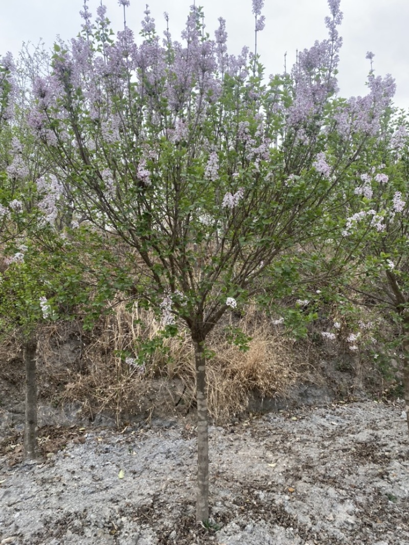 紫丁香，基地直销，一手货源，免费提供种植技术，可开发票
