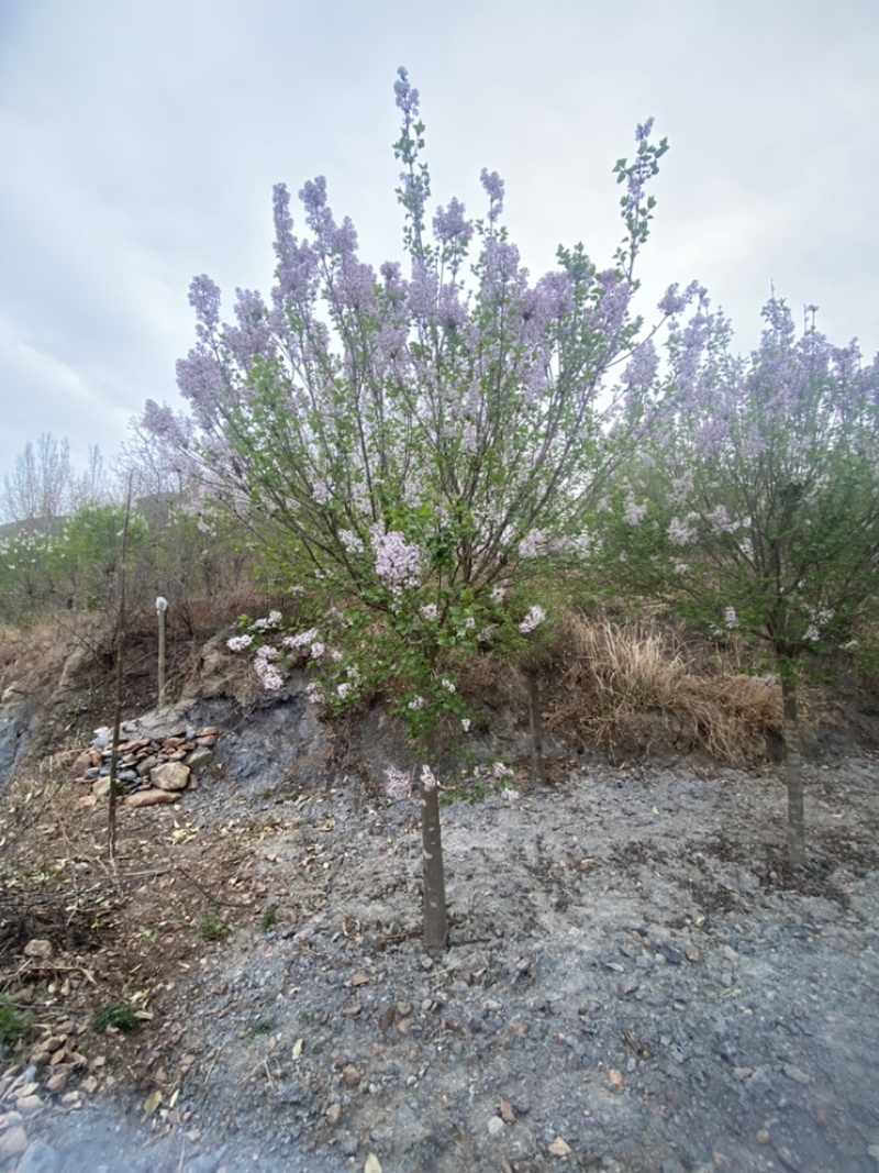 紫丁香，基地直销，一手货源，免费提供种植技术，可开发票