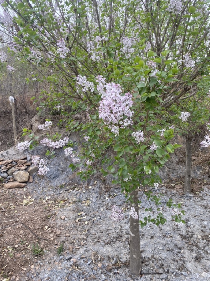紫丁香，基地直销，一手货源，免费提供种植技术，可开发票