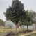 广玉兰基地直销，一手货源，免费提供种植技术，可开发票