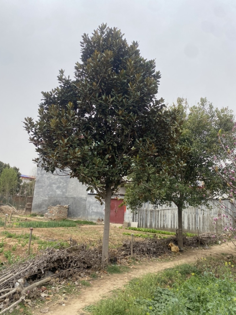 广玉兰基地直销，一手货源，免费提供种植技术，可开发票