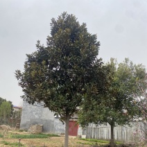 广玉兰基地直销，一手货源，免费提供种植技术，可开发票