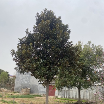 广玉兰基地直销，一手货源，免费提供种植技术，可开发票