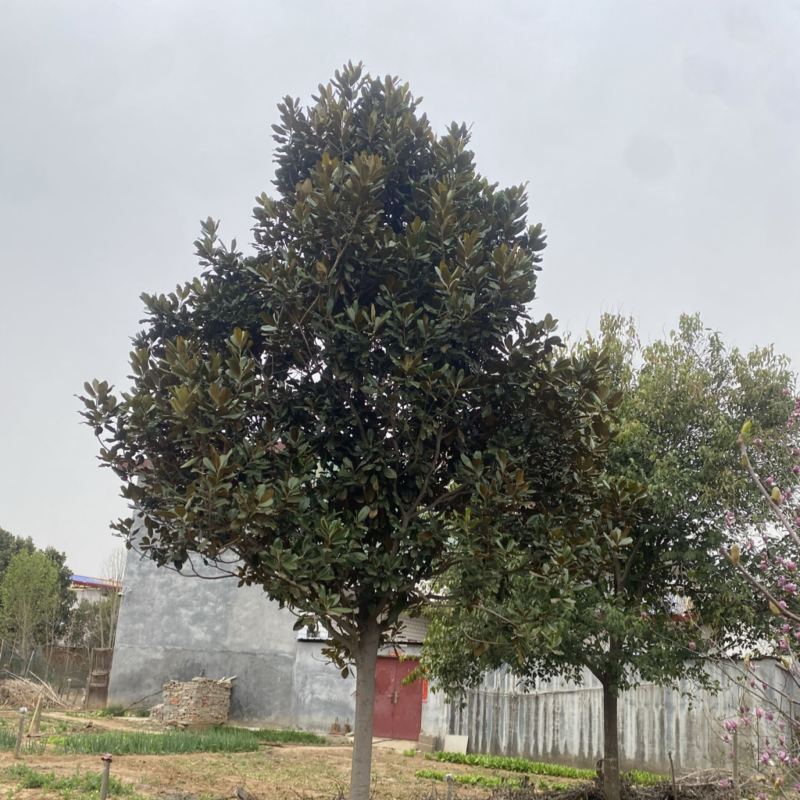 广玉兰基地直销，一手货源，免费提供种植技术，可开发票