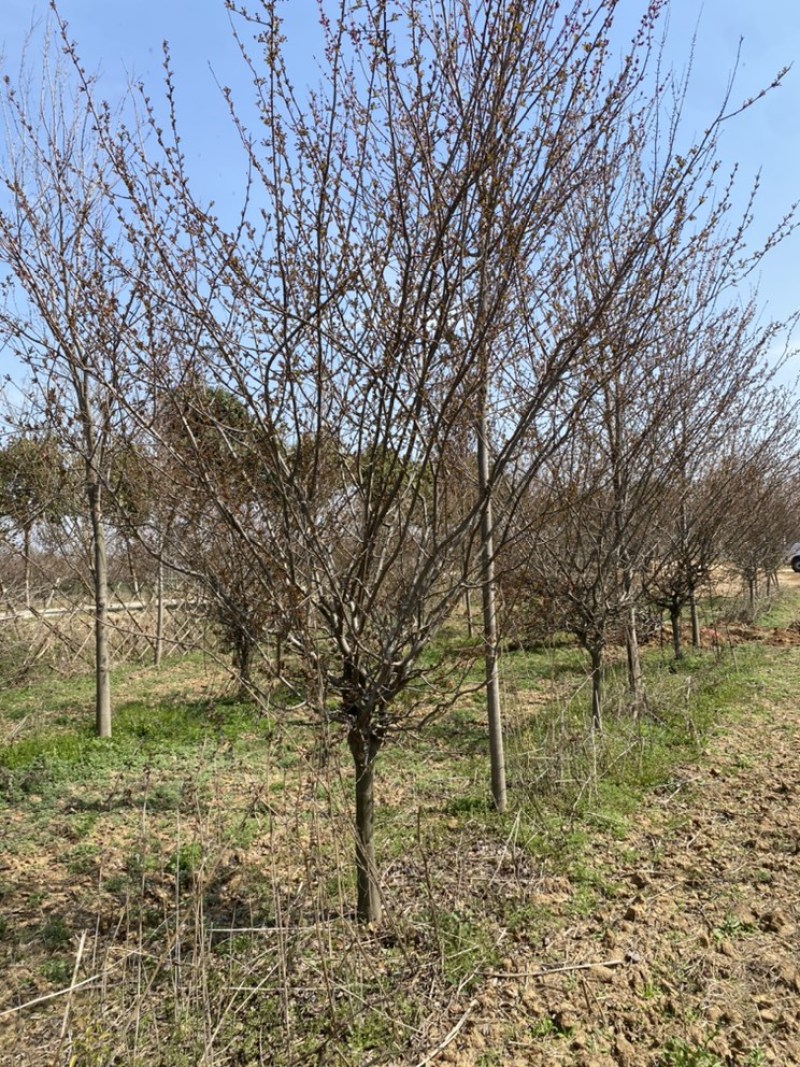 垂丝海棠基地直销，一手货源，免费提供种植技术，可开发票