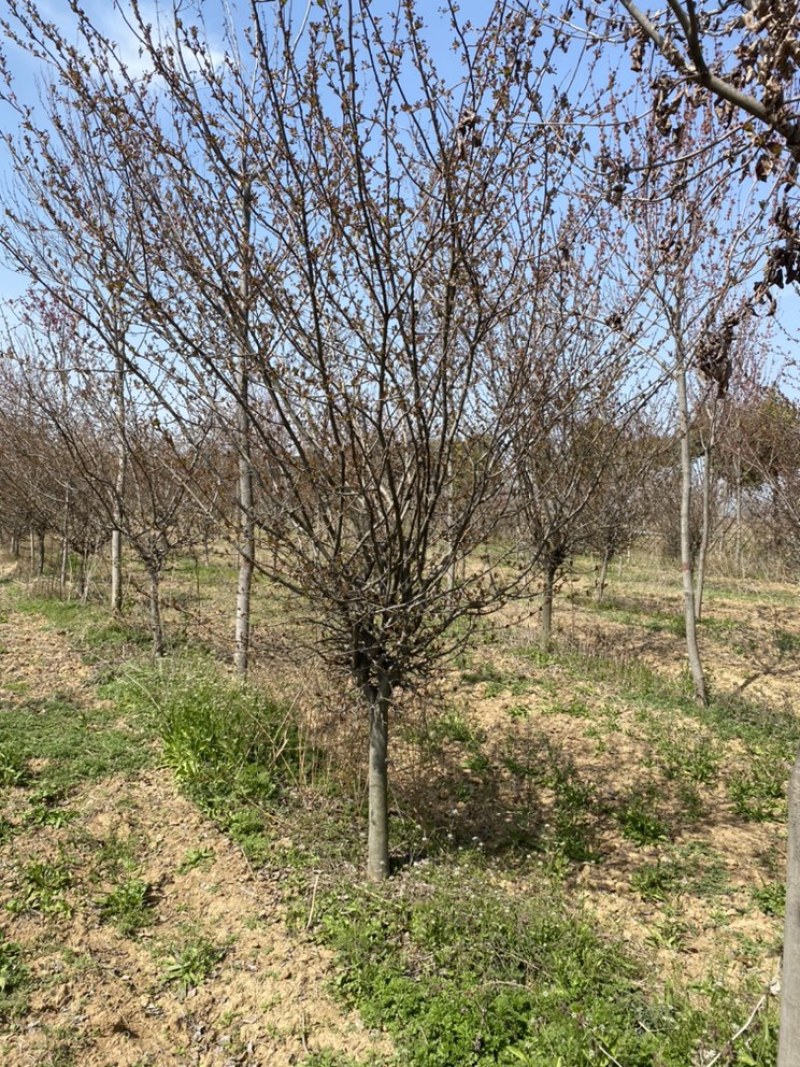 垂丝海棠基地直销，一手货源，免费提供种植技术，可开发票