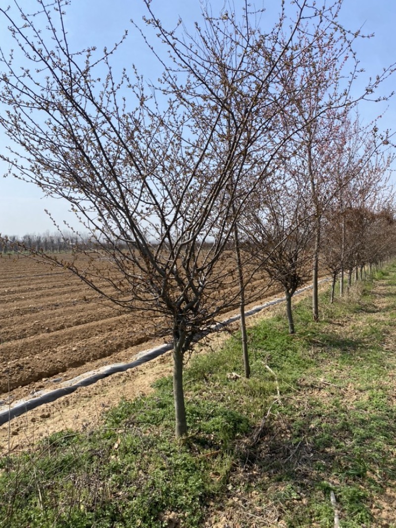 垂丝海棠基地直销，一手货源，免费提供种植技术，可开发票