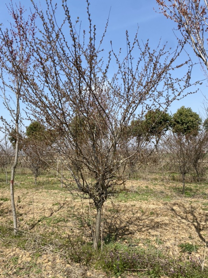 垂丝海棠基地直销，一手货源，免费提供种植技术，可开发票